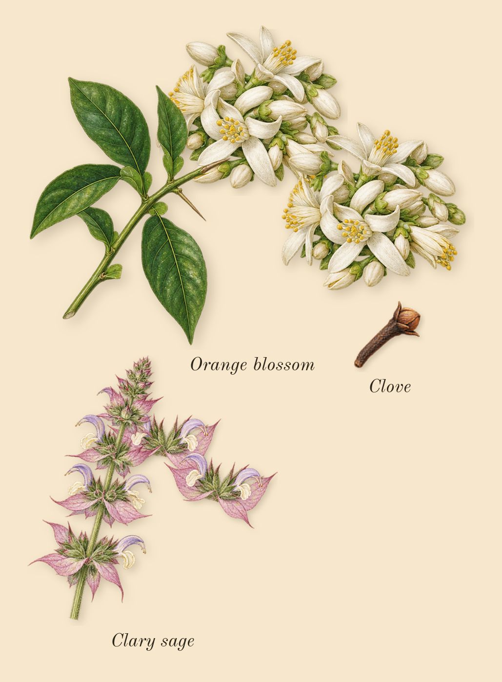 Eau de Grey Vetiver, heart: Clary sage, Orange blossom, Clove