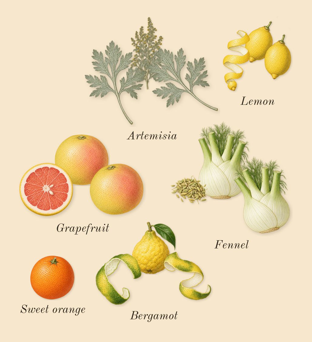 Eau de Grey Vetiver, top notes: Bergamot, Grapefruit, Artemisia, Lemon, Fennel, Sweet orange