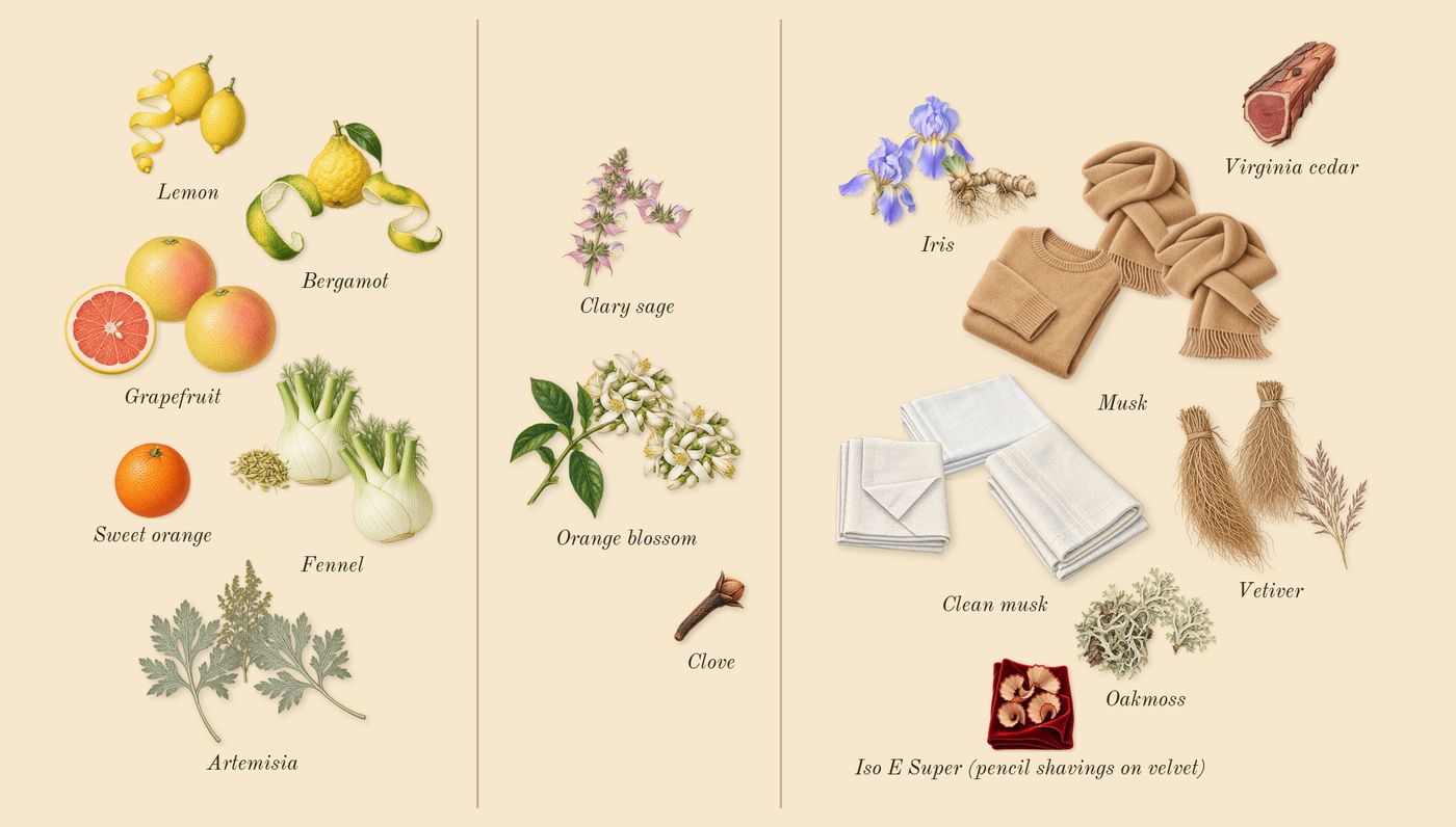 Eau de Grey Vetiver’s scent picture, a draft: iris, bergamot, grapefruit, musk, vetiver, artemisia drawn so far; dashed outlines where nothing is drawn yet