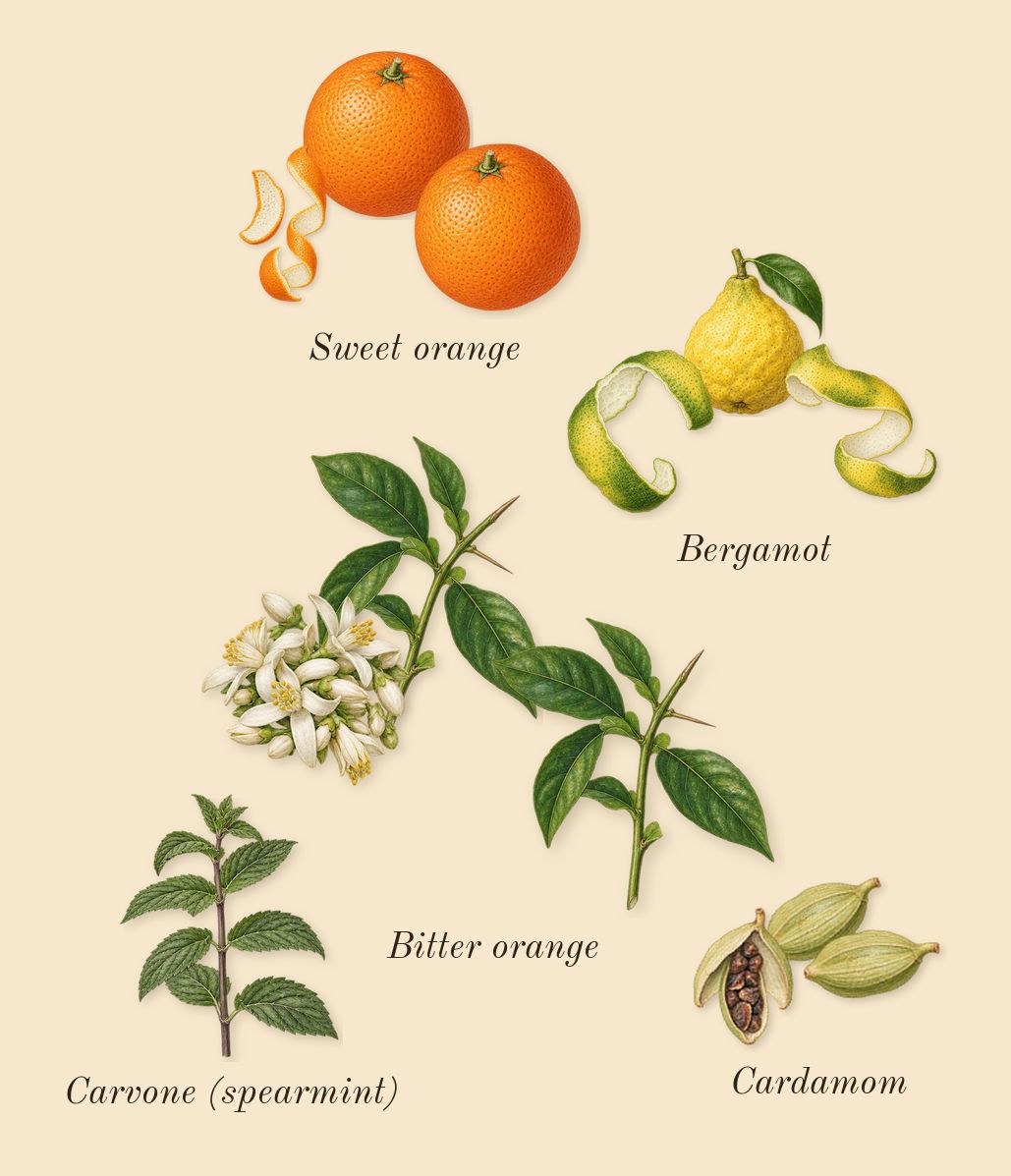 Eau de Soleil Blanc, top notes: Bergamot, Sweet orange, Bitter orange, Cardamom, Carvone (spearmint)