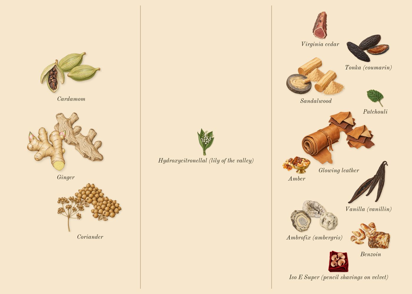 Eau d'Ombré Leather’s scent picture, a draft: glowing leather, ambrofix (ambergris), vanilla (vanillin), benzoin, tonka (coumarin), sandalwood drawn so far; dashed outlines where nothing is drawn yet