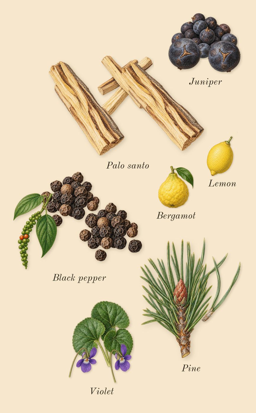 Ébène Fumé, top notes: Palo santo, Black pepper, Pine, Violet, Juniper, Lemon, Bergamot