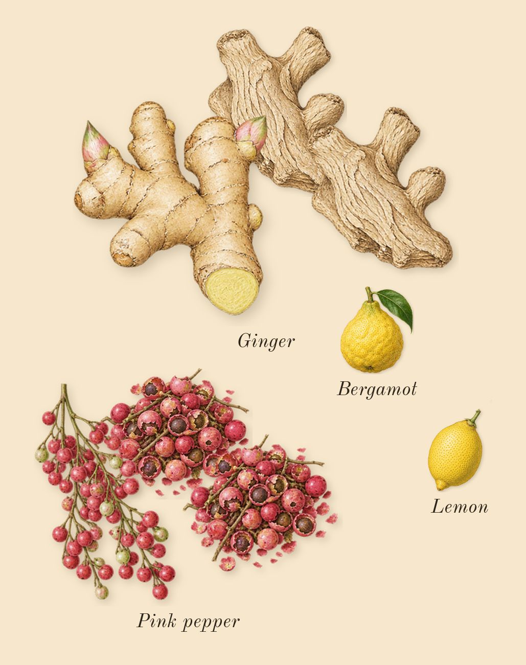 Electric Cherry, top notes: Ginger, Pink pepper, Bergamot, Lemon
