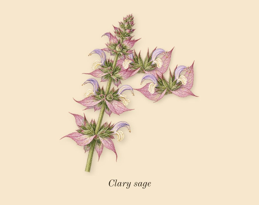 Fucking Fabulous, heart: Clary sage