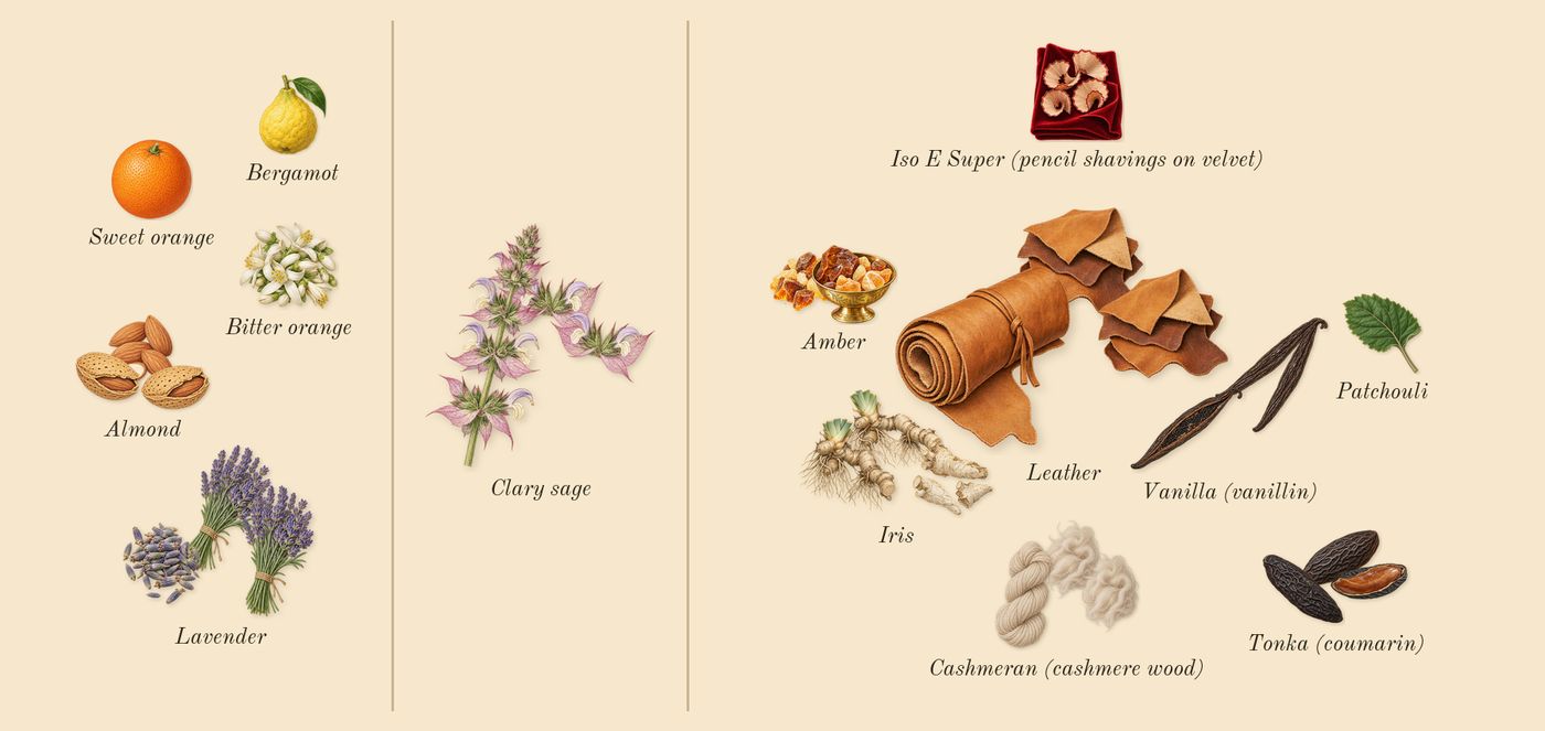 Fucking Fabulous’s scent picture, a draft: almond, tonka (coumarin), iris, cashmeran (cashmere wood), leather, clary sage drawn so far; dashed outlines where nothing is drawn yet