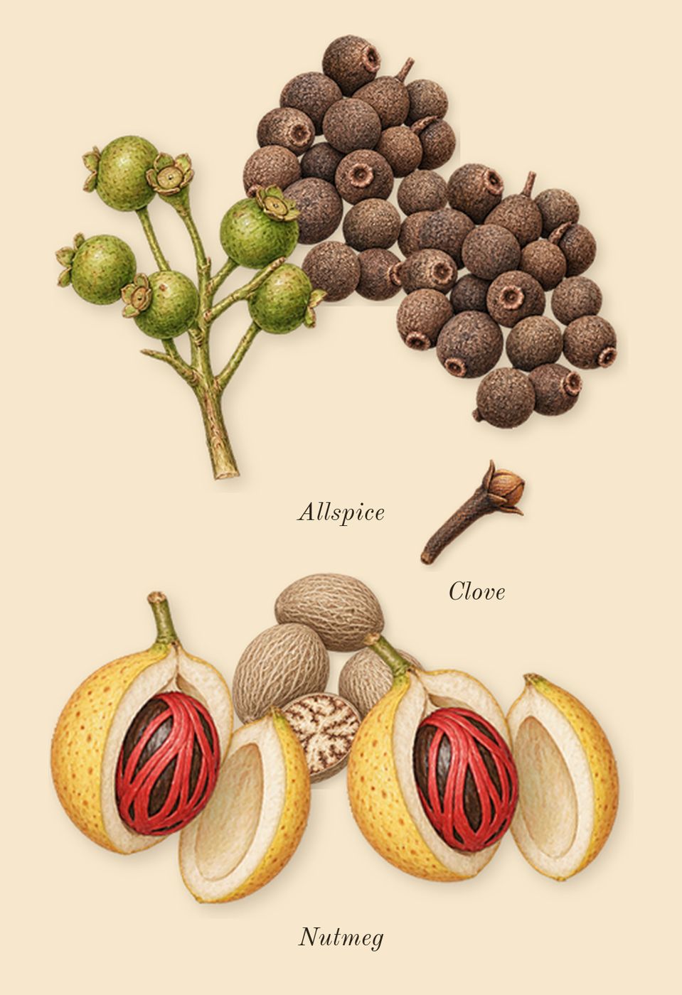 Grey Vetiver, heart: Nutmeg, Allspice, Clove