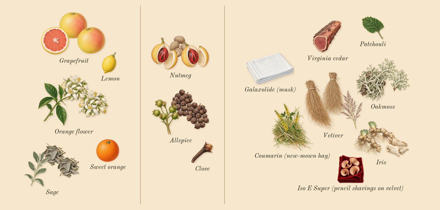 Grey Vetiver’s scent picture, a draft: orange flower, grapefruit, nutmeg, allspice, vetiver, oakmoss drawn so far; dashed outlines where nothing is drawn yet
