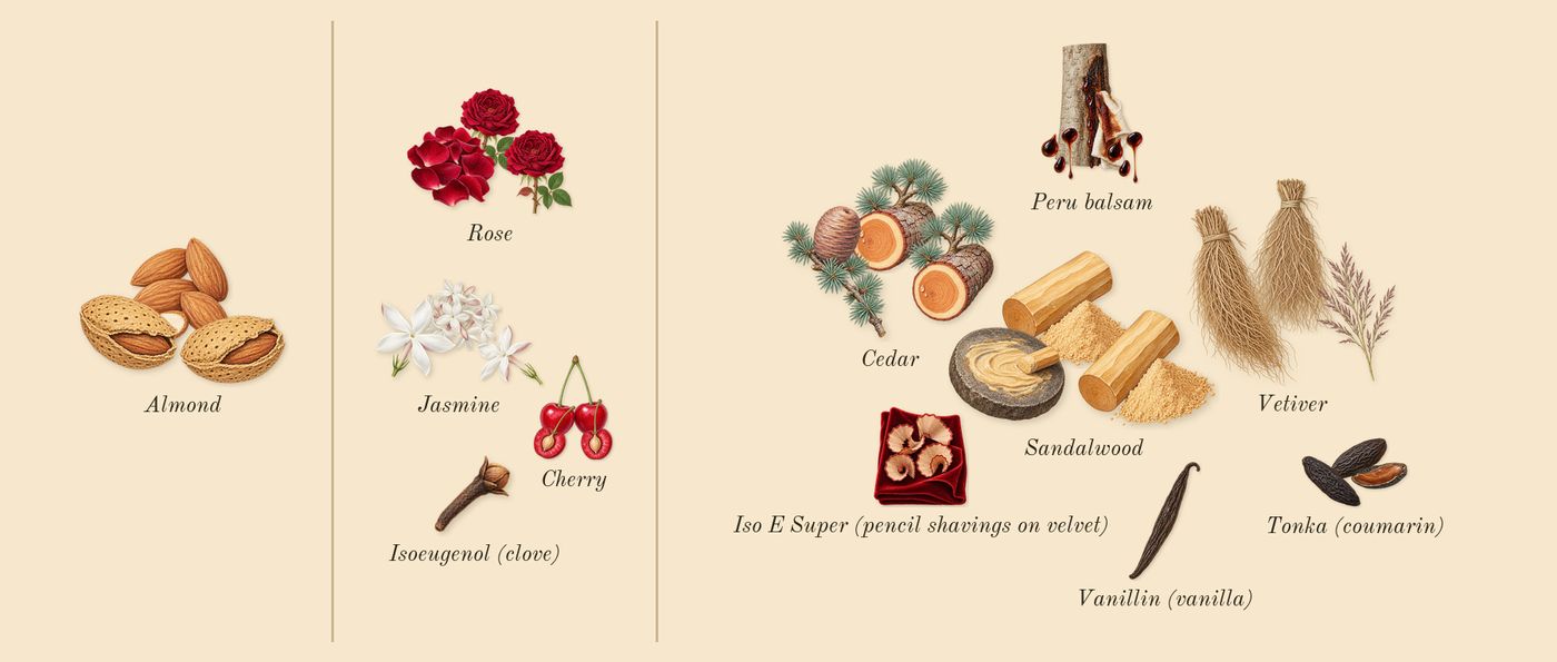 Lost Cherry’s scent picture, a draft: cherry, almond, rose, peru balsam, tonka (coumarin), jasmine drawn so far; dashed outlines where nothing is drawn yet