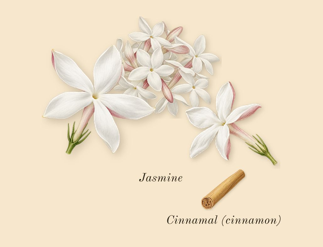 Myrrhe Mystère, heart: Jasmine, Cinnamal (cinnamon)