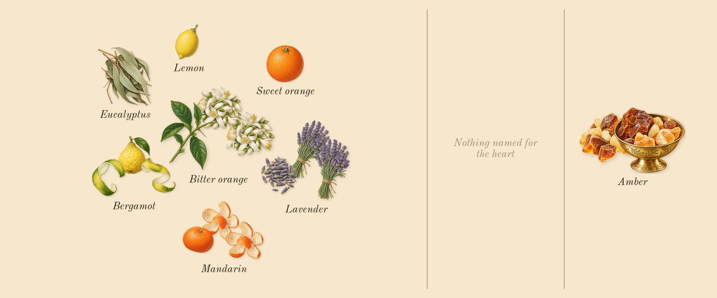 Neroli Portofino’s scent picture, a draft: bitter orange, bergamot, mandarin, lavender, amber, eucalyptus drawn so far; dashed outlines where nothing is drawn yet
