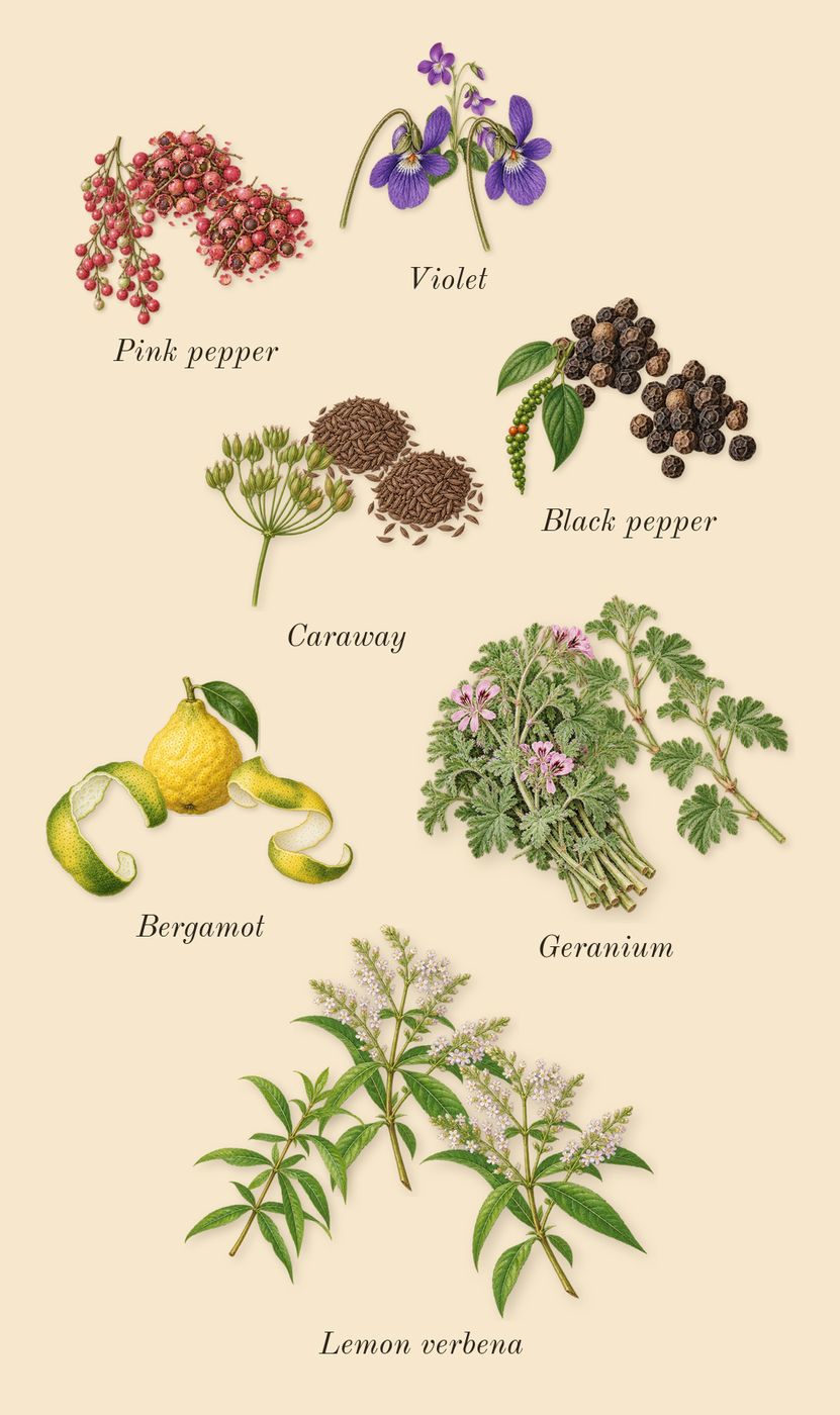 Noir, top notes: Bergamot, Violet, Black pepper, Lemon verbena, Caraway, Pink pepper, Geranium