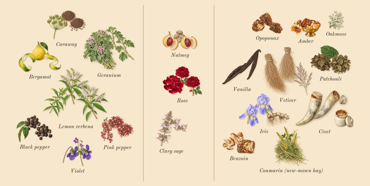 Noir’s scent picture, a draft: bergamot, violet, iris, black pepper, benzoin, opoponax drawn so far; dashed outlines where nothing is drawn yet