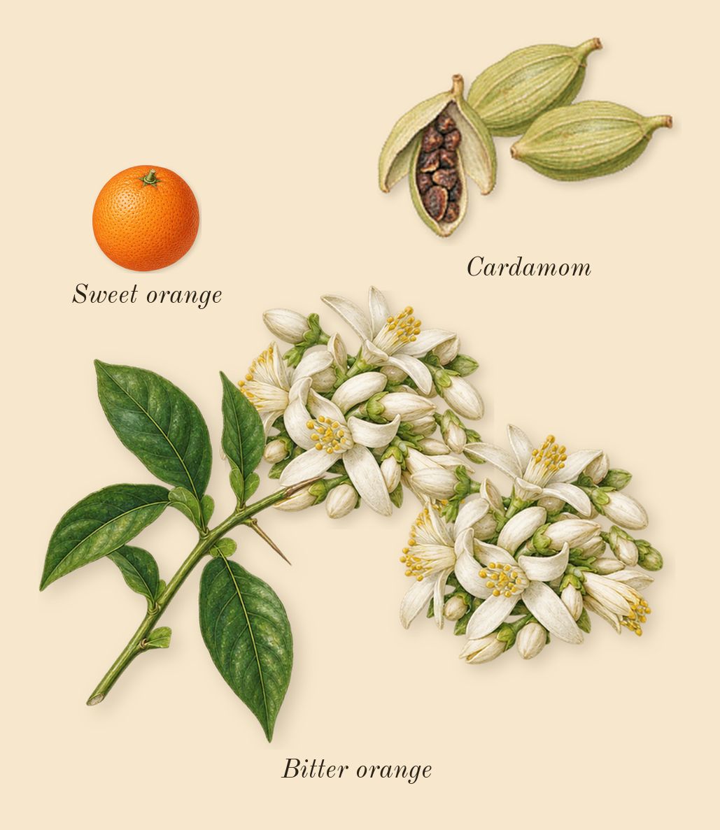 Noir Extreme, top notes: Bitter orange, Cardamom, Sweet orange