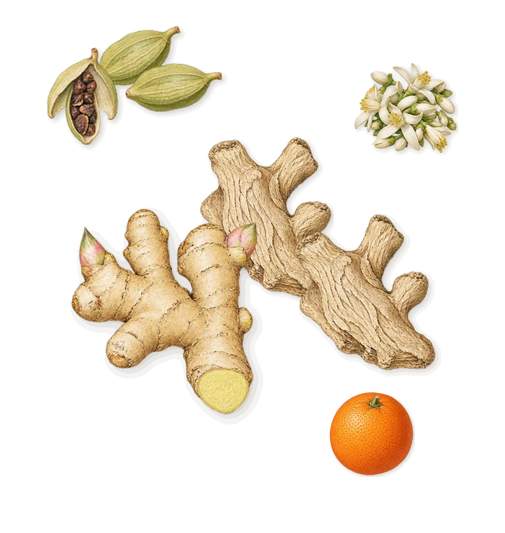 Noir Extreme, when you spray it: Cardamom, Ginger, Sweet orange, Bitter orange