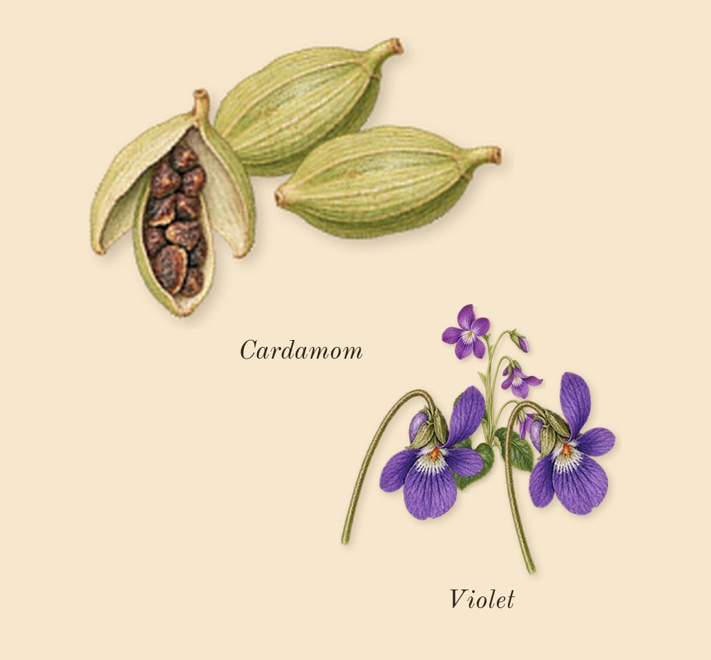 Ombré Leather, top notes: Cardamom, Violet