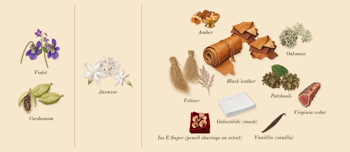 Ombré Leather’s scent picture, a draft: black leather, cardamom, jasmine, patchouli, oakmoss, amber drawn so far; dashed outlines where nothing is drawn yet