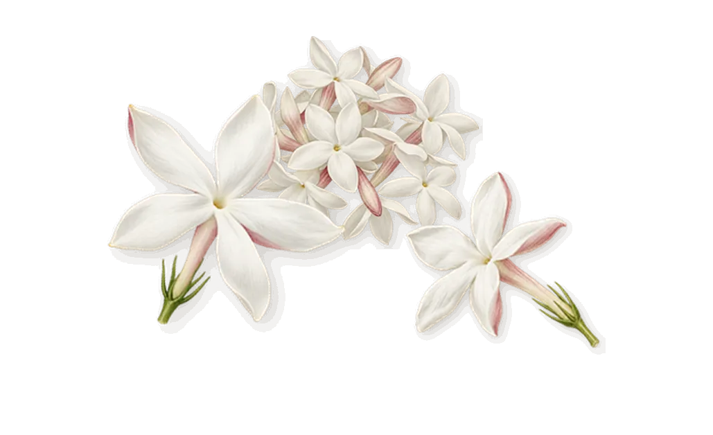 Ombré Leather, as it settles: Jasmine