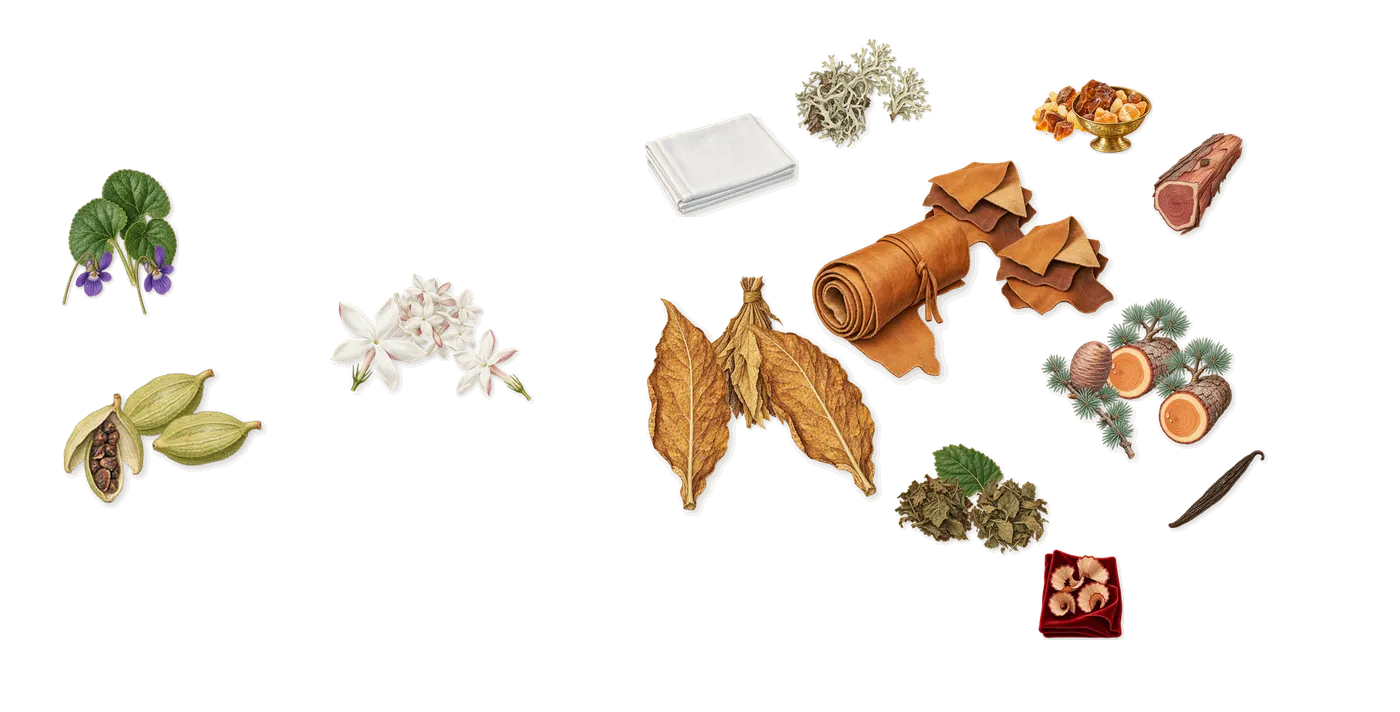 Ombré Leather’s scent picture, a draft: cardamom, jasmine, black leather, patchouli, oakmoss, amber drawn so far; dashed outlines where nothing is drawn yet