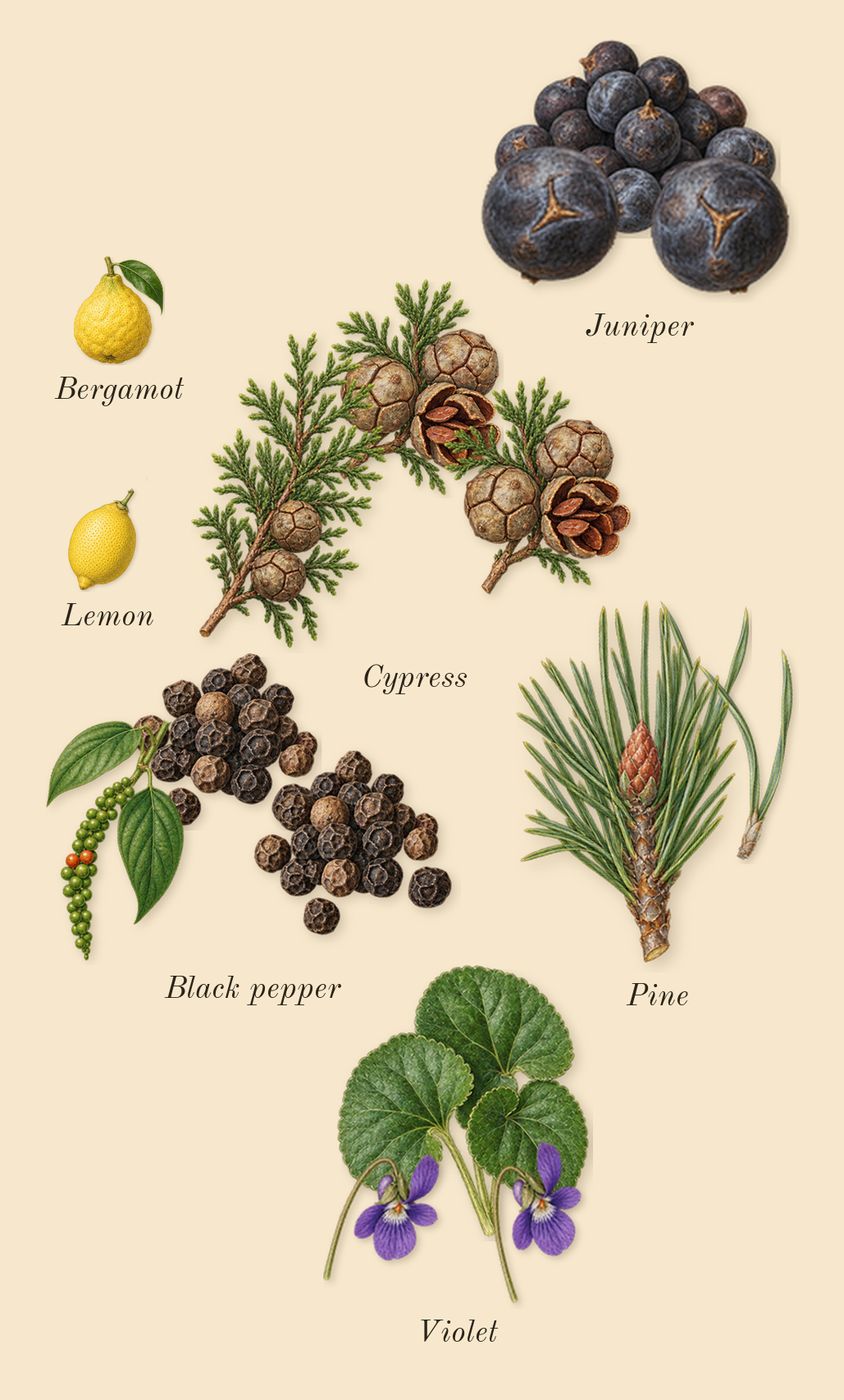 Ombré Leather Reserve, top notes: Juniper, Violet, Cypress, Black pepper, Pine, Lemon, Bergamot