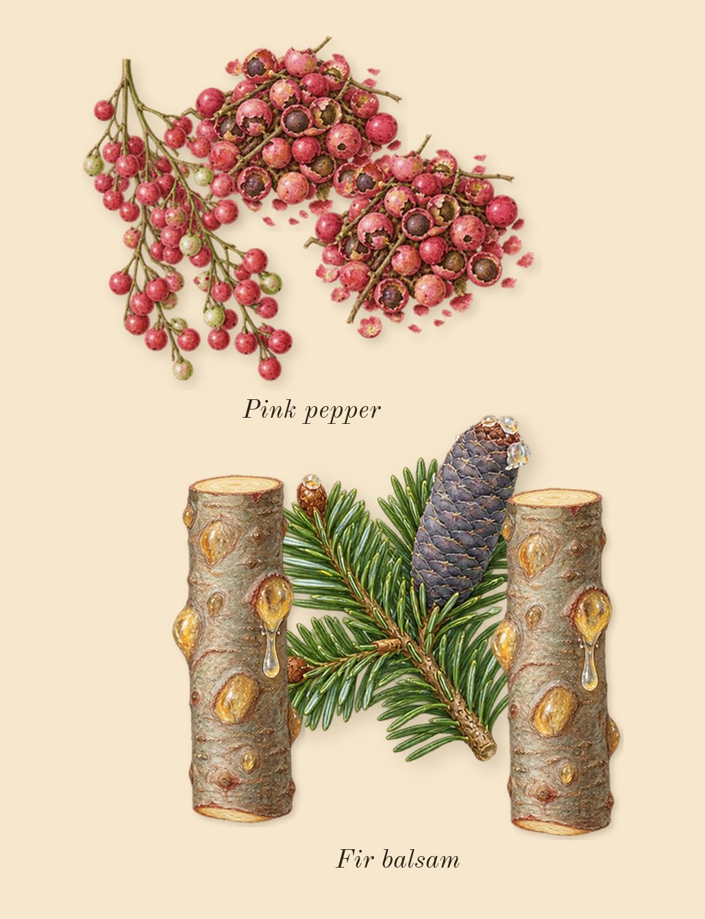 Oud Minérale, top notes: Pink pepper, Fir balsam