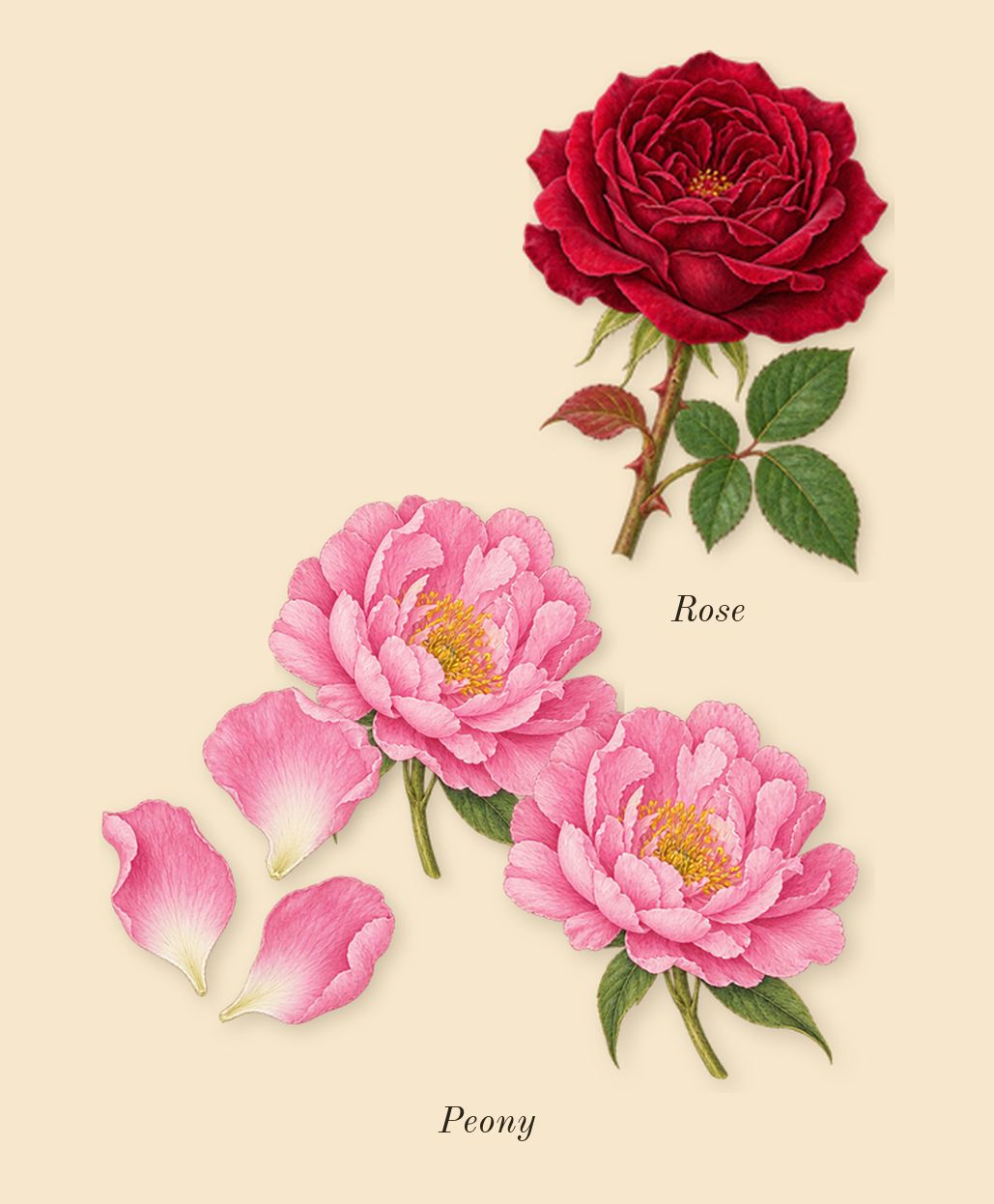 Oud Voyager, heart: Peony, Rose