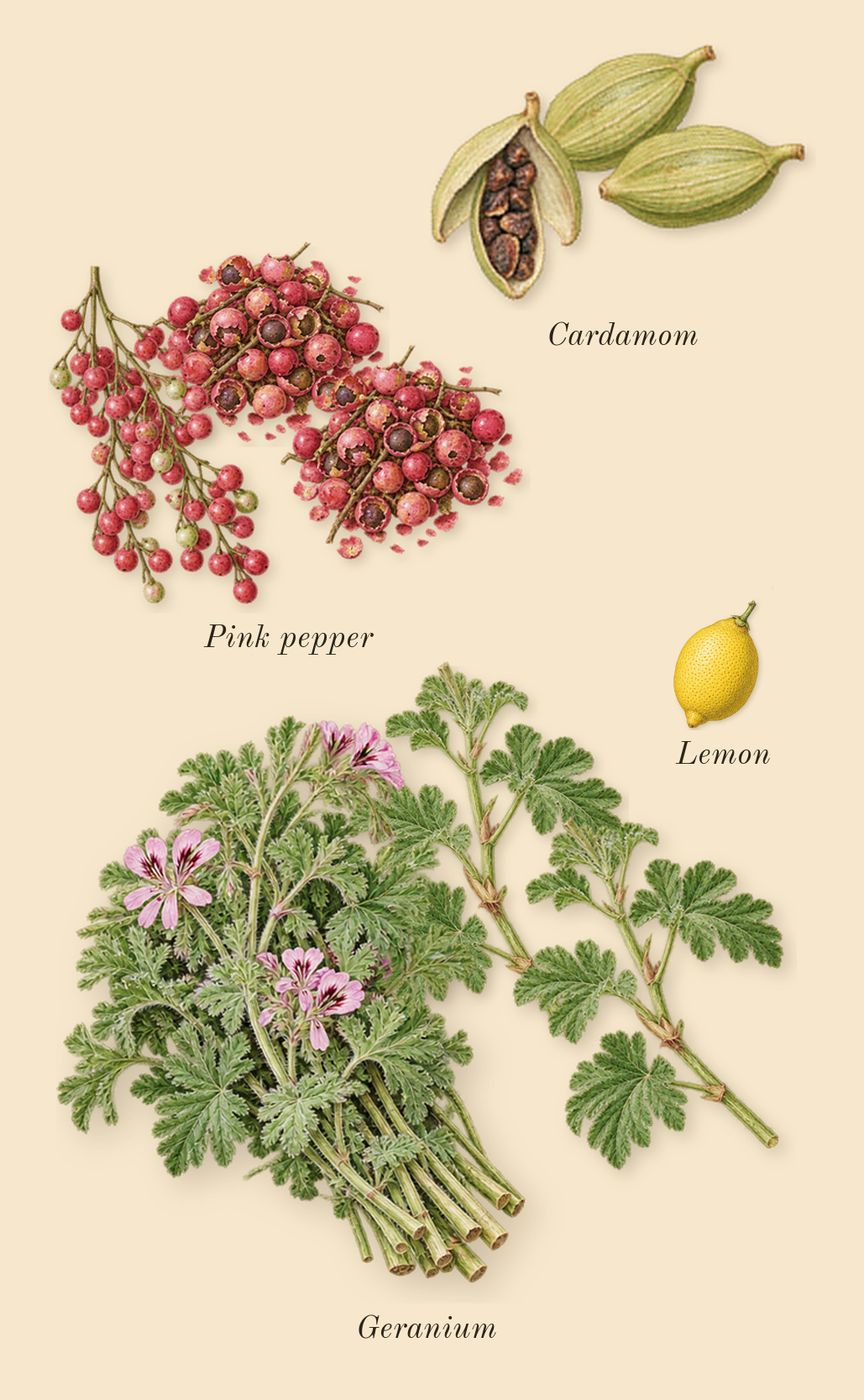 Oud Voyager, top notes: Geranium, Cardamom, Pink pepper, Lemon