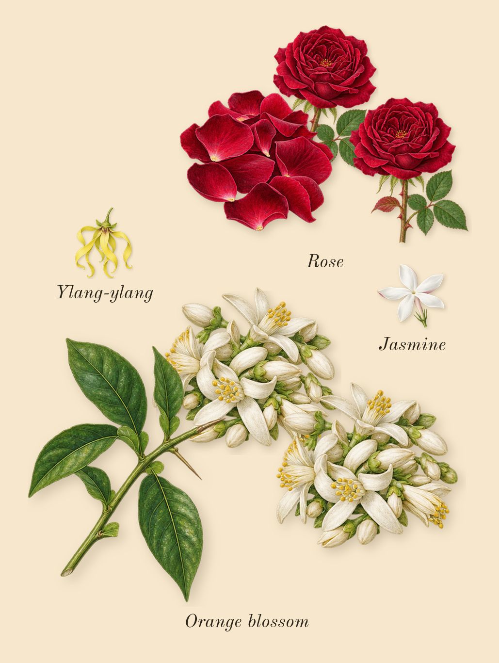 Rose Exposed, heart: Rose, Orange blossom, Ylang-ylang, Jasmine