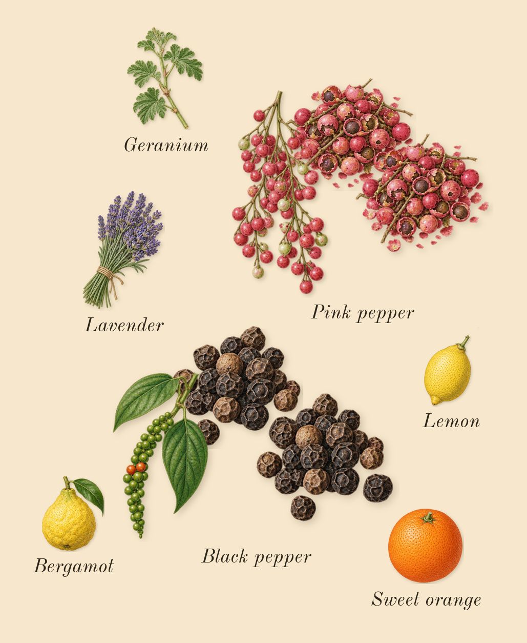 Rose Exposed, top notes: Black pepper, Pink pepper, Bergamot, Lemon, Geranium, Sweet orange, Lavender