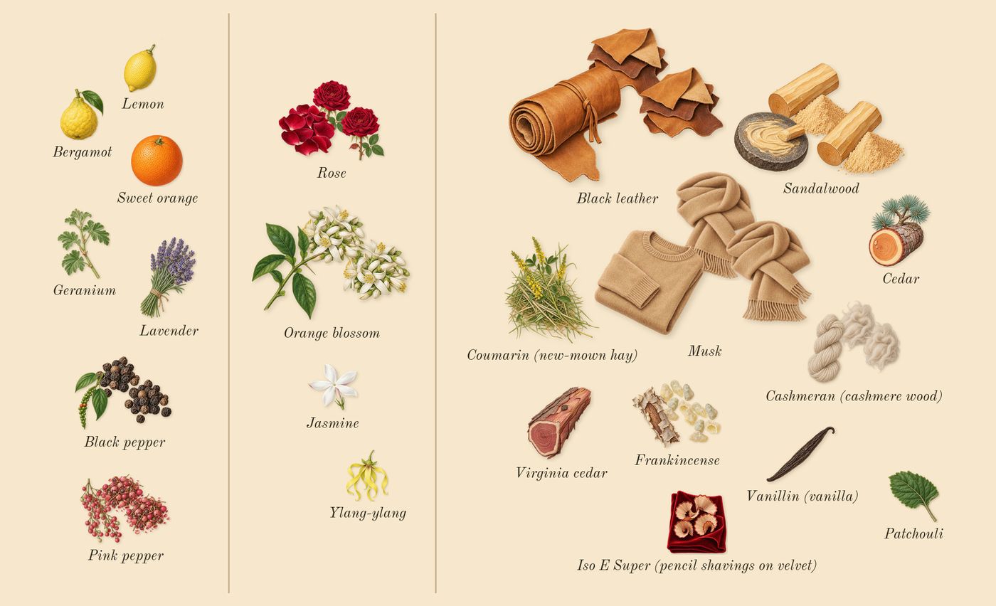 Rose Exposed’s scent picture, a draft: rose, black pepper, black leather, cashmeran (cashmere wood), musk, pink pepper drawn so far; dashed outlines where nothing is drawn yet