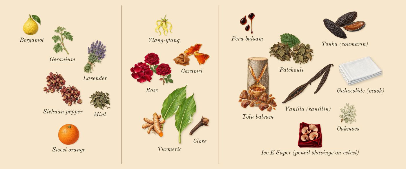 Rose Prick’s scent picture, a draft: rose, turmeric, patchouli, sichuan pepper, tonka (coumarin), tolu balsam drawn so far; dashed outlines where nothing is drawn yet