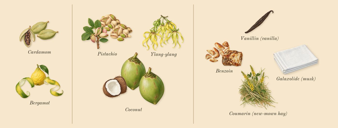 Soleil Blanc’s scent picture, a draft: bergamot, cardamom, pistachio, ylang-ylang, benzoin, coconut drawn so far; dashed outlines where nothing is drawn yet