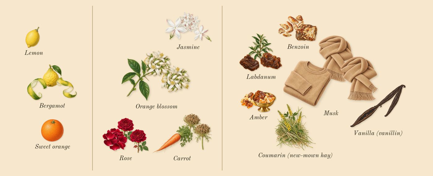 Soleil Neige’s scent picture, a draft: bergamot, musk, orange blossom, jasmine, benzoin, labdanum drawn so far; dashed outlines where nothing is drawn yet