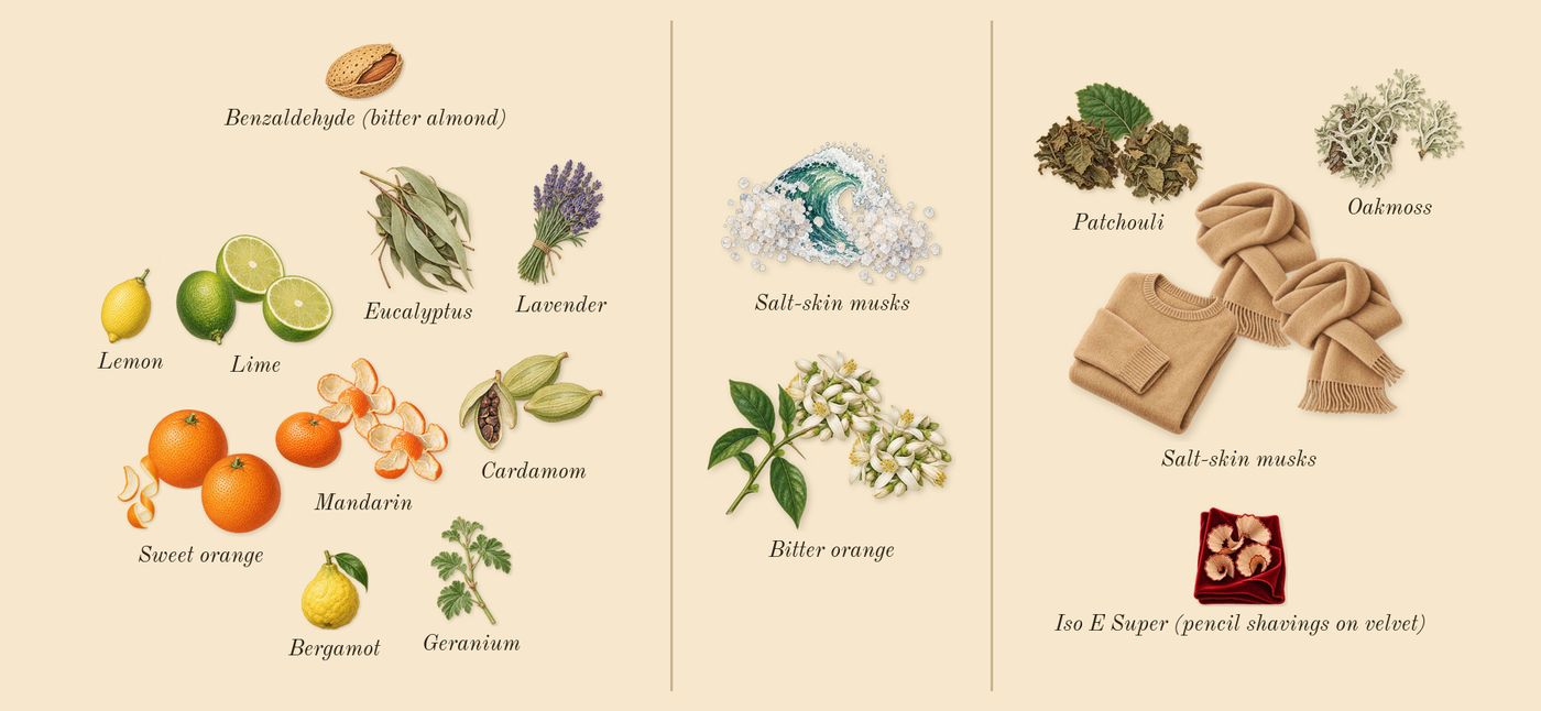 Taormina Orange’s scent picture, a draft: sweet orange, cardamom, bitter orange, patchouli, oakmoss, salt-skin musks drawn so far; dashed outlines where nothing is drawn yet