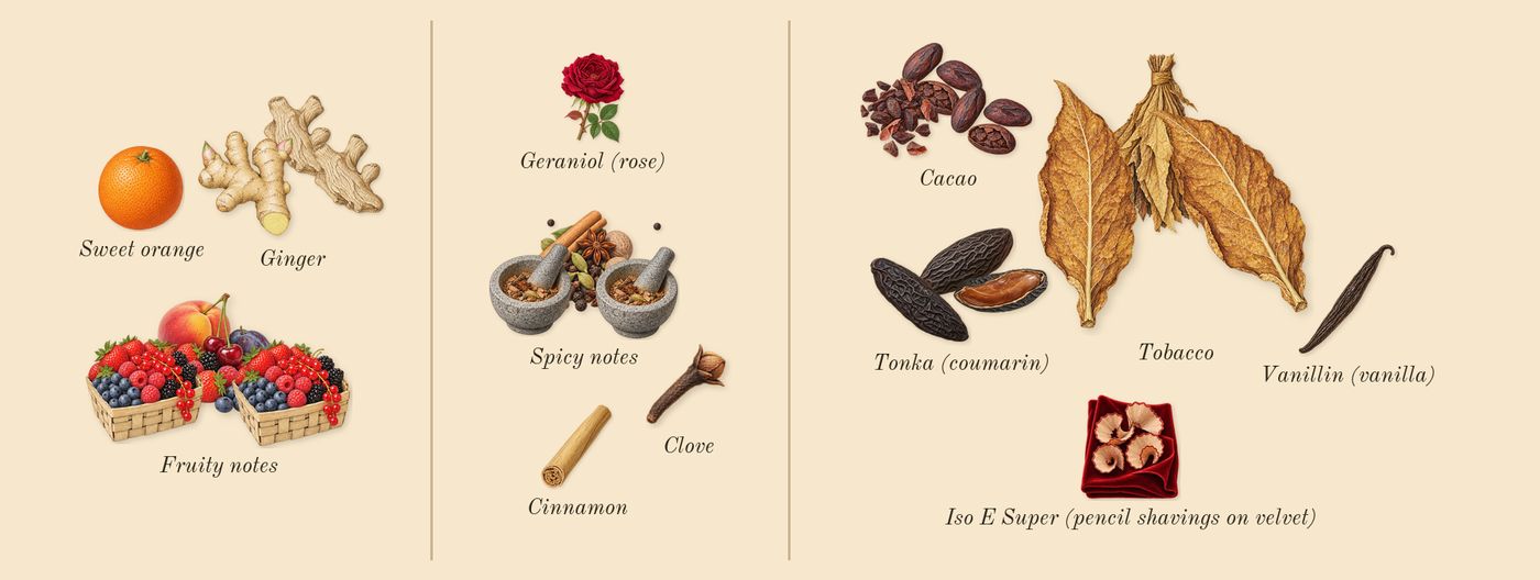 Tobacco Vanille’s scent picture, a draft: tobacco, ginger, spicy notes, tonka (coumarin), cacao, fruity notes drawn so far; dashed outlines where nothing is drawn yet