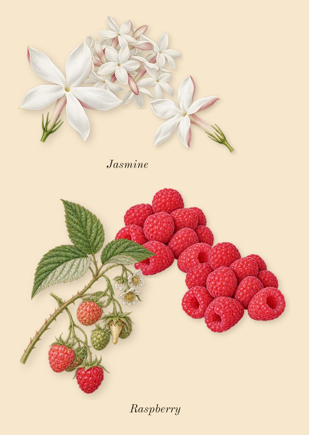 Tuscan Leather, heart: Raspberry, Jasmine