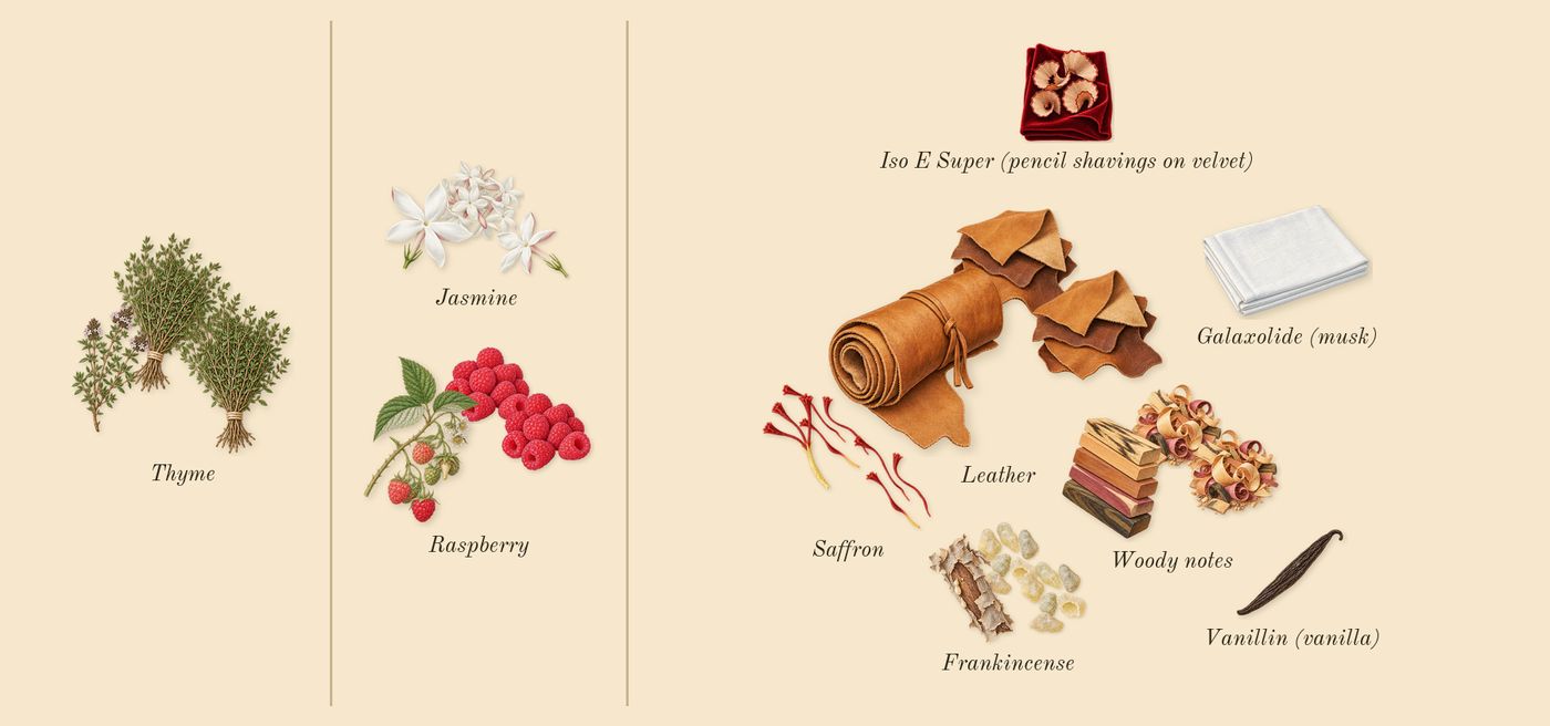 Tuscan Leather’s scent picture, a draft: saffron, raspberry, thyme, frankincense, jasmine, leather drawn so far; dashed outlines where nothing is drawn yet