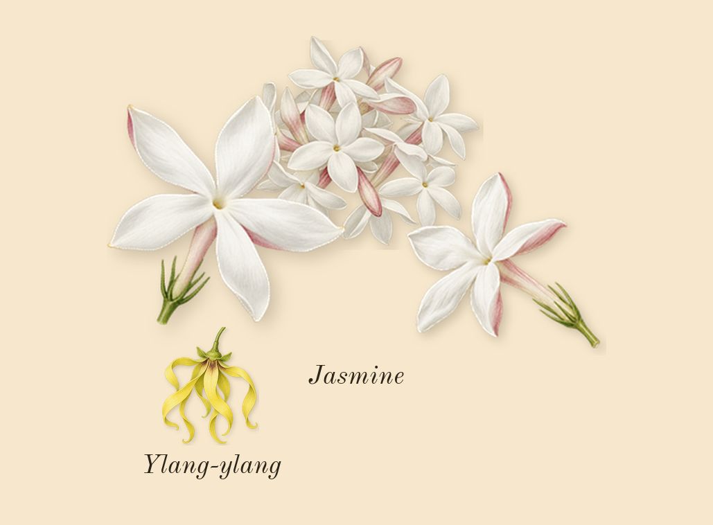 Vanilla Sex, heart: Jasmine, Ylang-ylang
