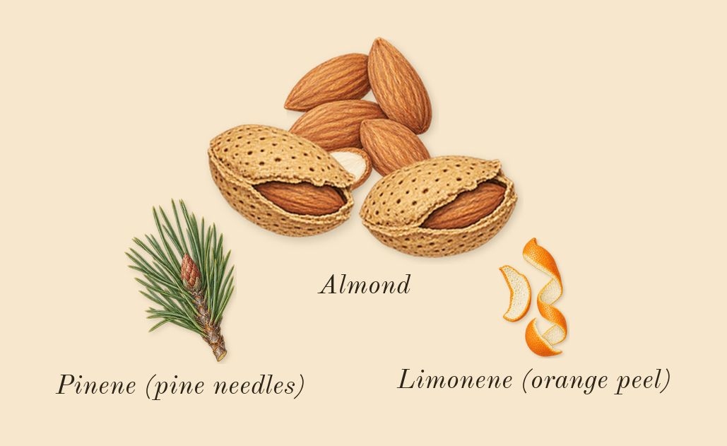 Vanilla Sex, top notes: Almond, Limonene (orange peel), Pinene (pine needles)