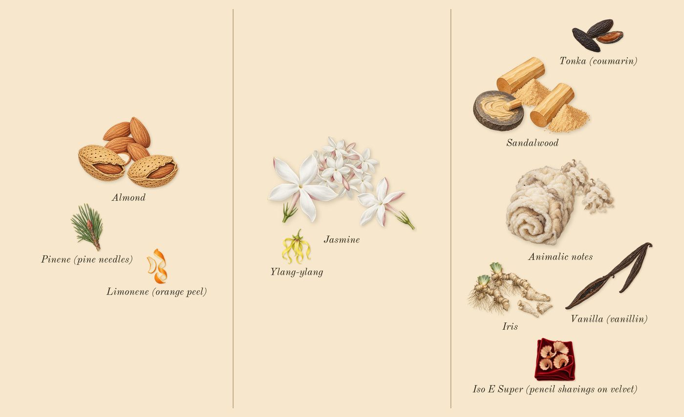 Vanilla Sex’s scent picture, a draft: vanilla (vanillin), sandalwood, jasmine, iris, animalic notes, almond drawn so far; dashed outlines where nothing is drawn yet
