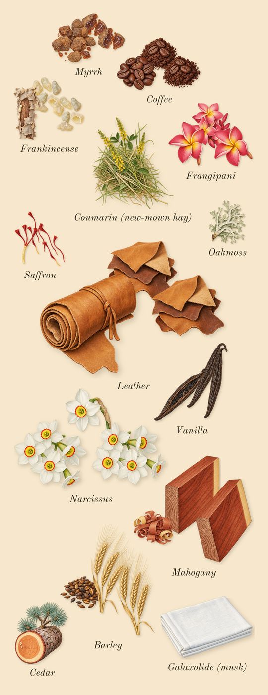 Vanille Fatale, dry-down: Frangipani, Coffee, Mahogany, Barley, Vanilla, Saffron, Myrrh, Frankincense, Narcissus, Leather, Oakmoss, Cedar, Galaxolide (musk), Coumarin (new-mown hay)