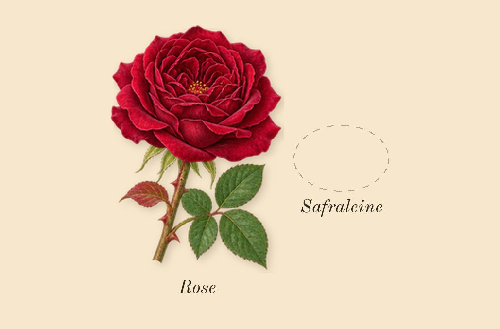 Vanille Fatale, heart: Safraleine, Rose