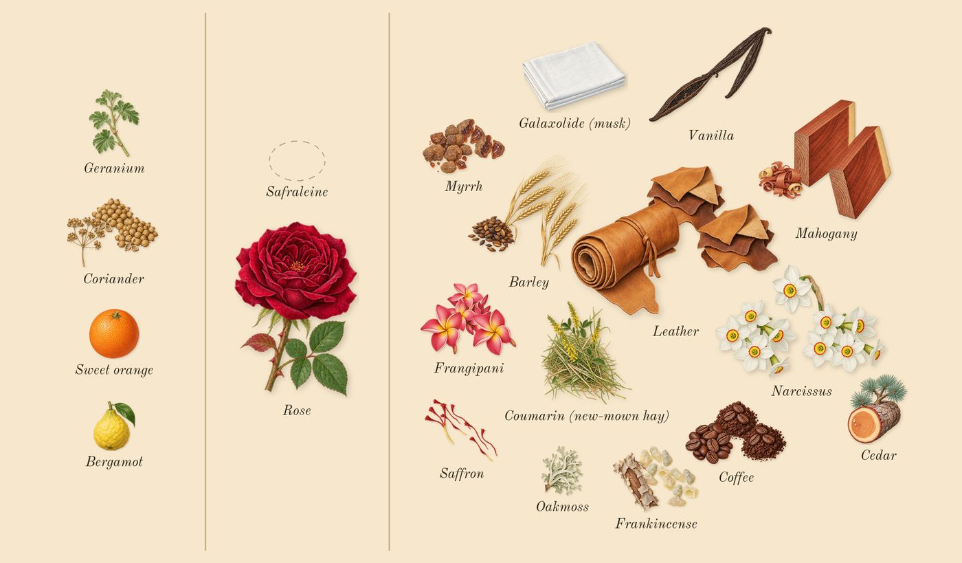 Vanille Fatale’s scent picture, a draft: frangipani, coffee, mahogany, barley, vanilla, saffron drawn so far; dashed outlines where nothing is drawn yet