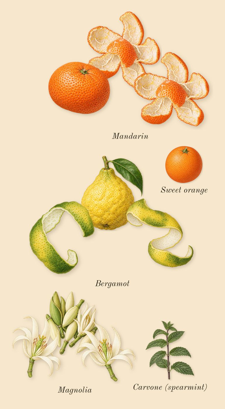 Velvet Orchid, top notes: Bergamot, Mandarin, Magnolia, Sweet orange, Carvone (spearmint)