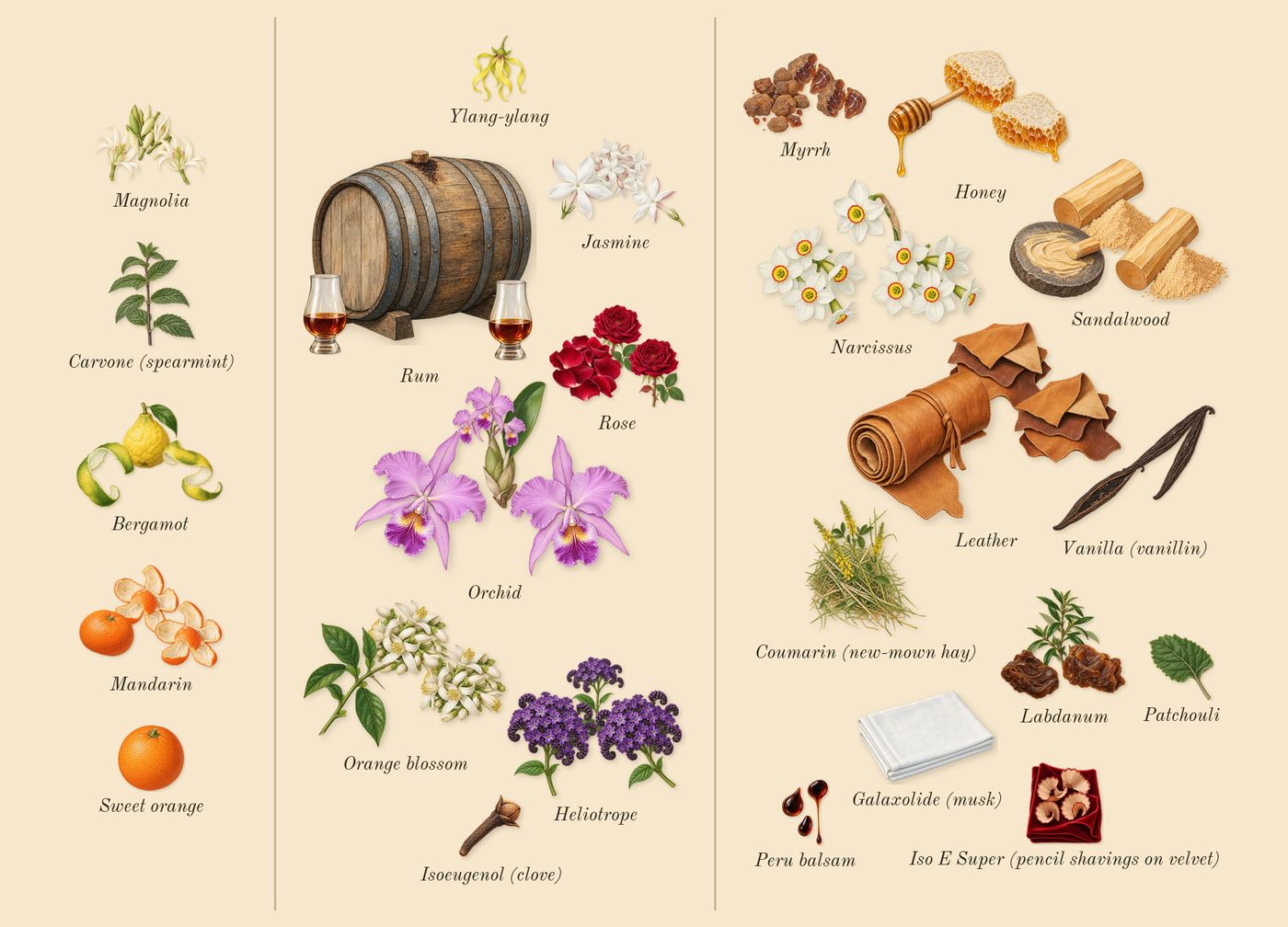 Velvet Orchid’s scent picture, a draft: bergamot, mandarin, orchid, jasmine, sandalwood, myrrh drawn so far; dashed outlines where nothing is drawn yet