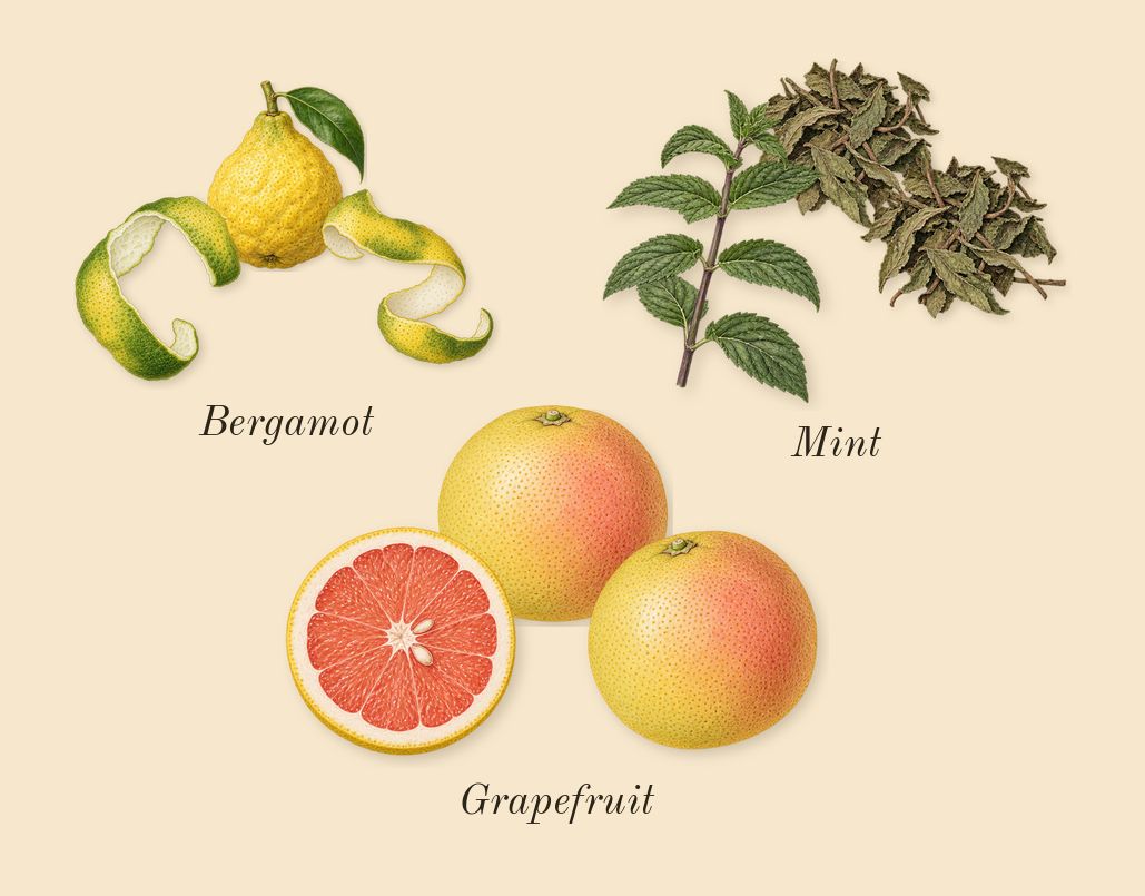 Tommy, top notes: Bergamot, Grapefruit, Mint