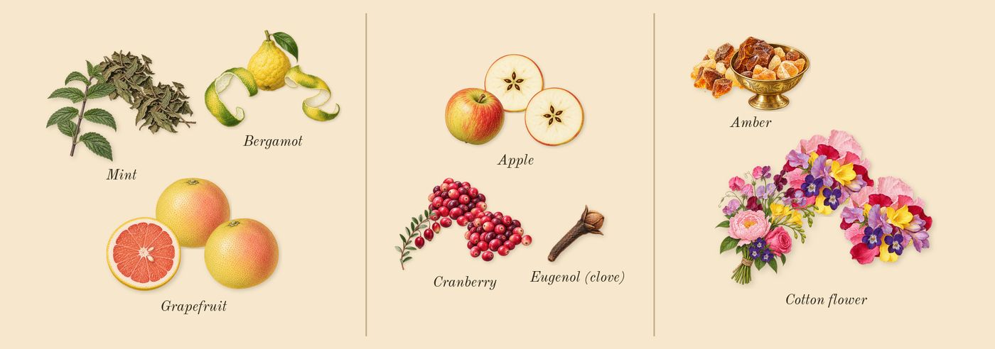 Tommy’s scent picture, a draft: bergamot, grapefruit, mint, apple, cranberry, amber drawn so far; dashed outlines where nothing is drawn yet