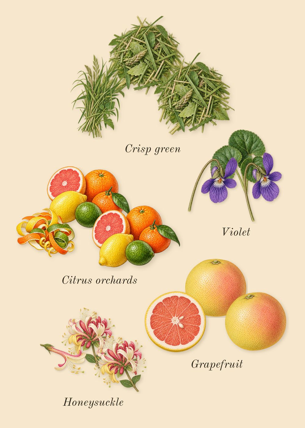 Tommy Girl, heart: Grapefruit, Citrus orchards, Crisp green, Honeysuckle, Violet