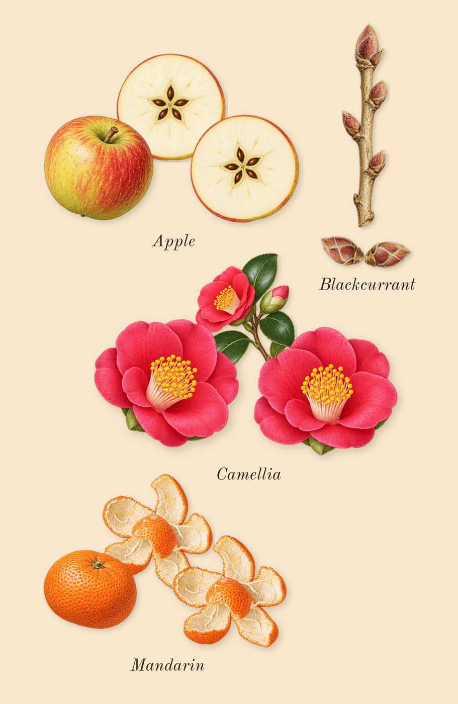 Tommy Girl, top notes: Camellia, Apple, Blackcurrant, Mandarin