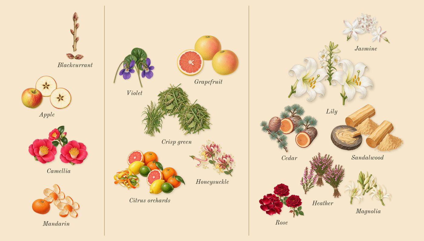 Tommy Girl’s scent picture, a draft: camellia, apple, blackcurrant, mandarin, grapefruit, citrus orchards drawn so far; dashed outlines where nothing is drawn yet