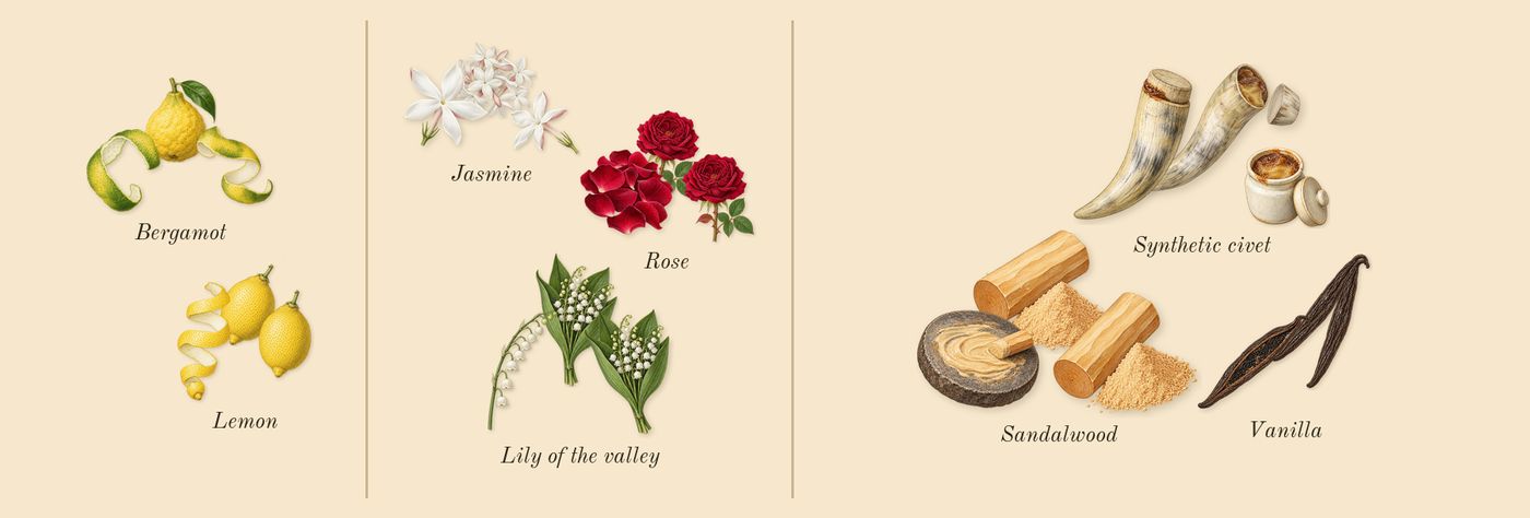 Ubar’s scent picture, a draft: bergamot, lemon, lily of the valley, rose, jasmine, sandalwood drawn so far; dashed outlines where nothing is drawn yet